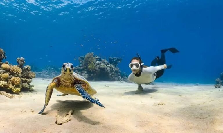 Marine Life You Can See While Diving in Bali
