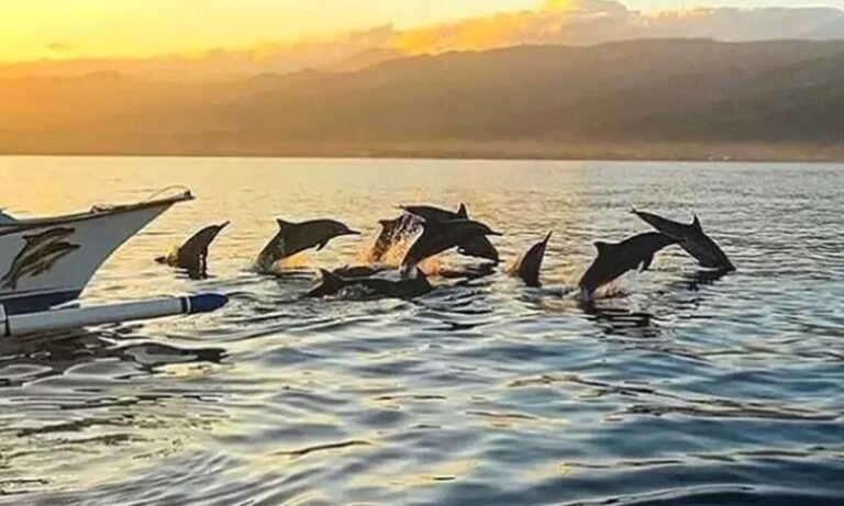 Bali Dolphin Tour with Sunrise
