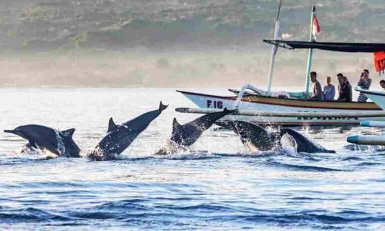 Bali Dolphin Watching Tips