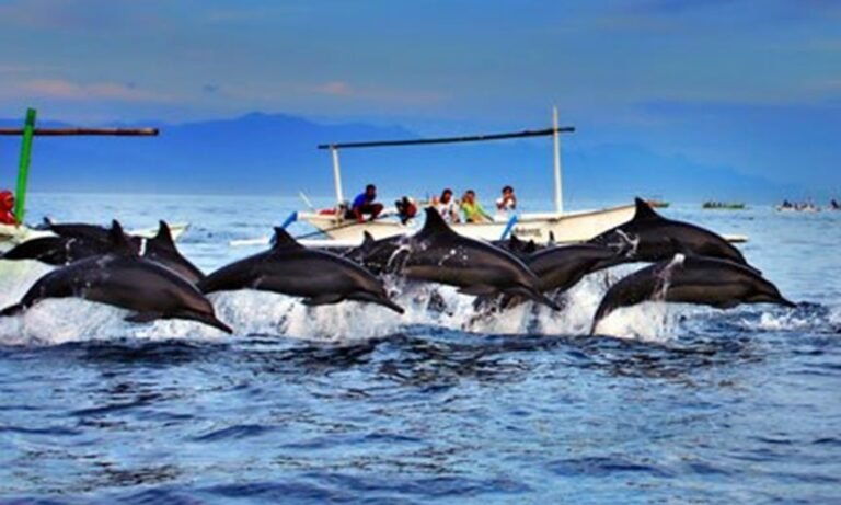 Best Time to See Dolphins in Bali