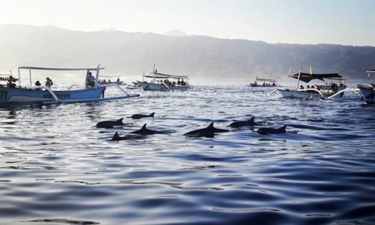 Is Bali Dolphin Watching Worth It?