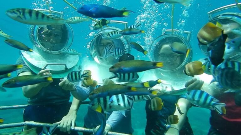 What Marine Life Can You See with Bali Sea Walker?
