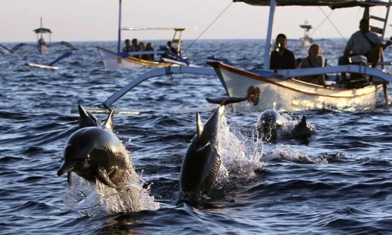 Where to Watch Dolphins in Bali